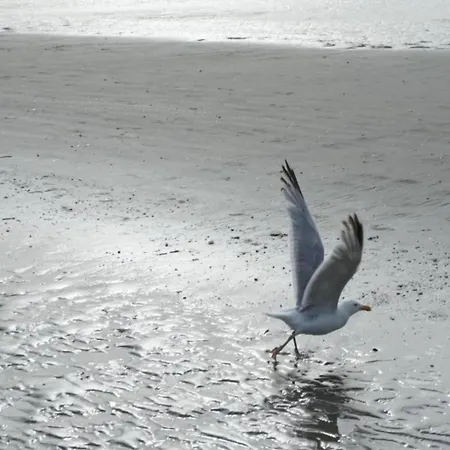 아파트 In Belgium Near Zeedijk Beach, Cleaning Included 코크시데